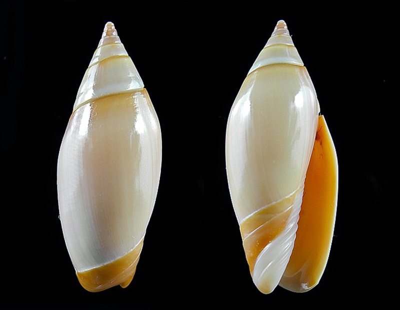 Olividae - Olivinae : Recourtoliva poppei (Petuch & Sargent, 1986) Oliva120