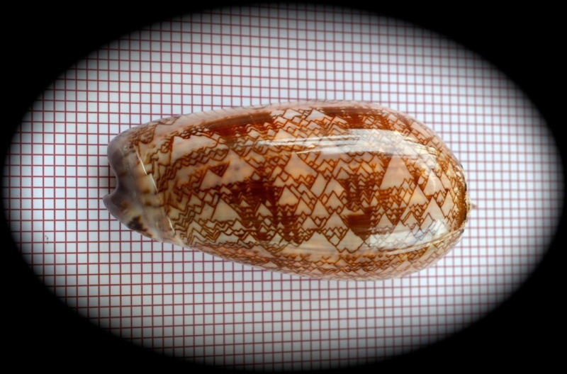 Olividae - Olivinae : Porphyria porphyria (Linnaeus, 1758) - Worms = Oliva porphyria (Linnaeus, 1758) Oliva135