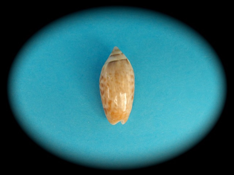 Olividae - Olivinae : Felicioliva kaleontina (Duclos, 1835) Oliva155