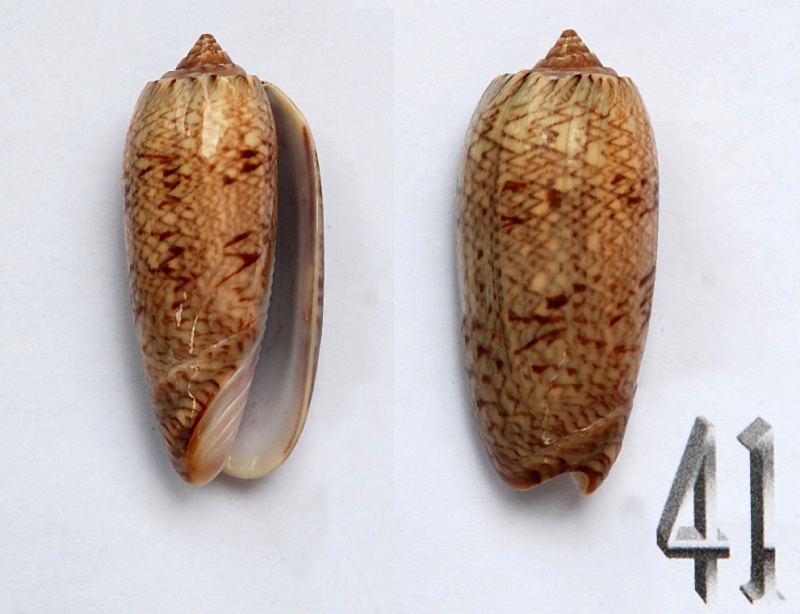 Cariboliva scripta scripta (Lamarck, 1811) - Worms = Oliva scripta Lamarck, 1811 Oliva210