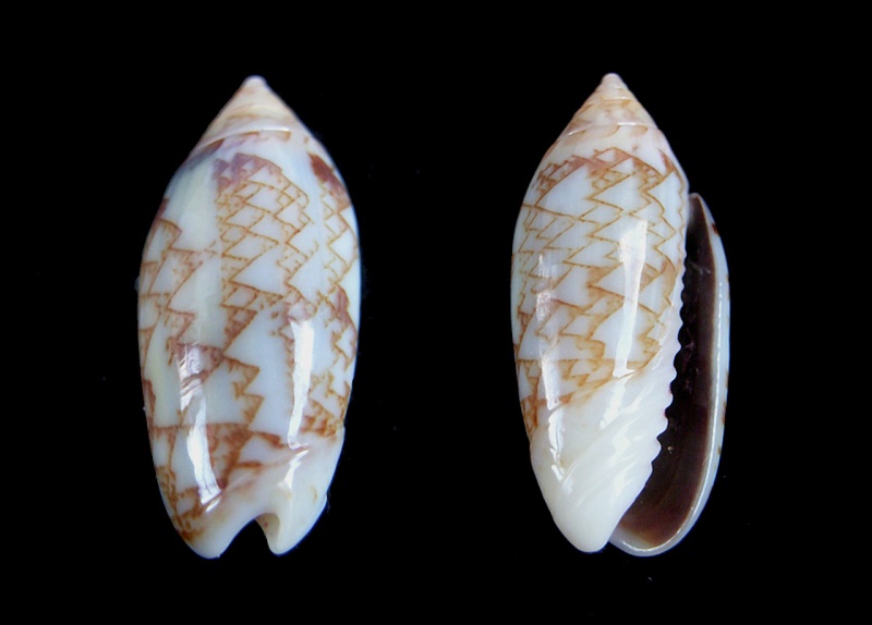 Acutoliva chrysoplecta (Tursch & Greifeneder, 1989) - Worms = Oliva chrysoplecta Tursch & Greifeneder, 1989 Oliva_10