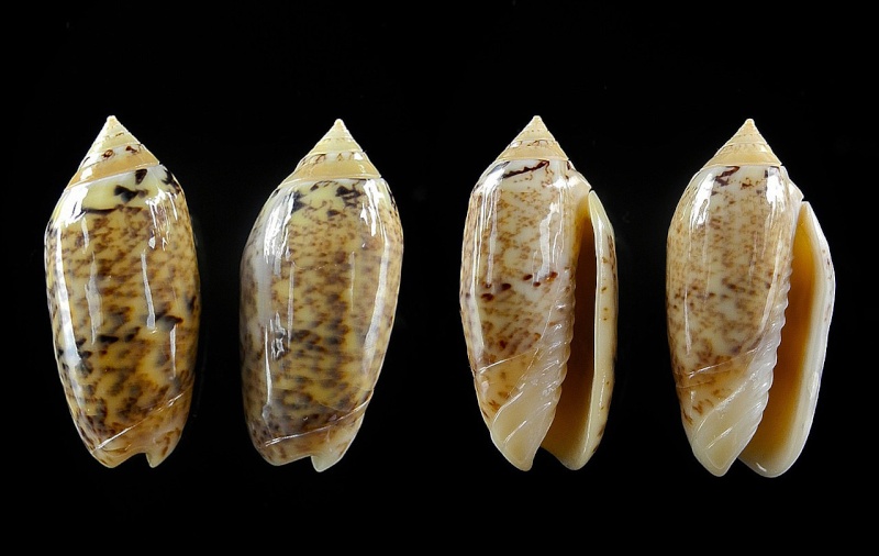 Acutoliva jaspidea (Duclos, 1835) - Worms = Oliva (Acutoliva) esiodina Duclos, 1844 Oliva_11