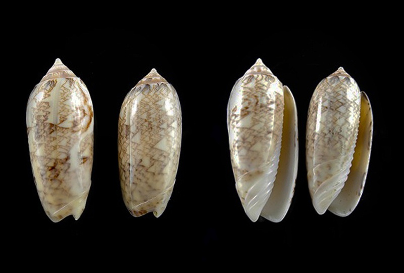 Americoliva circinata jorioi (Petuch, 2013) - Worms = Oliva circinata circinata Marrat, 1871 Oliva_22