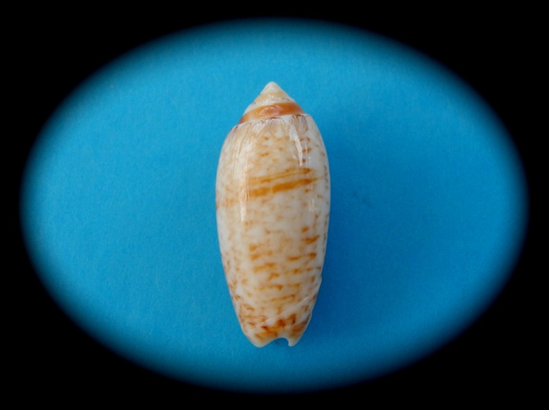 Americoliva bollingi (Clench, 1934) - Worms = OLiva nivosa bollingi (Clench, 1934) Oliva_55
