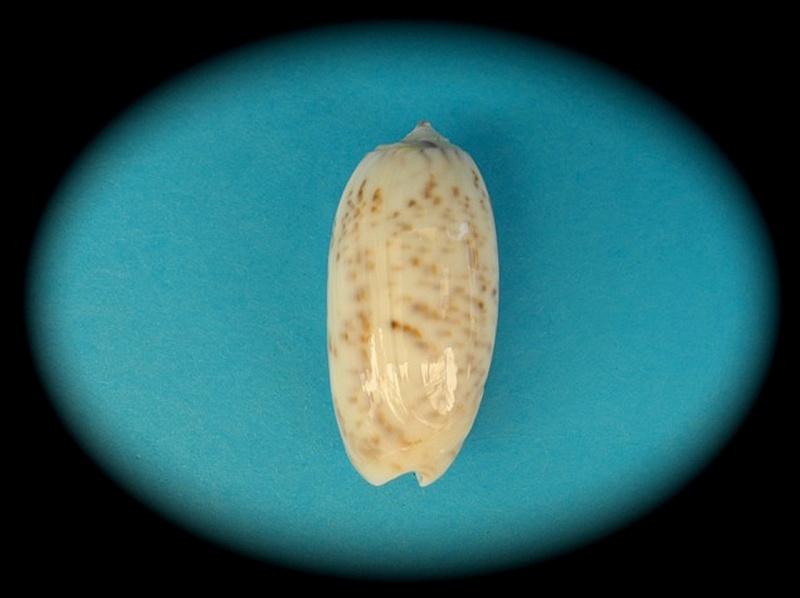 Miniaceoliva atalina (Duclos, 1835) Oliva_85
