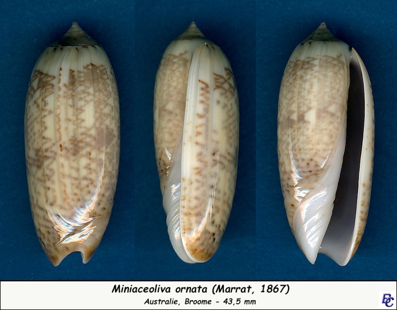 Miniaceoliva ornata (Marrat, 1867) - Worms = Oliva ornata Marrat, 1867 Ornata11
