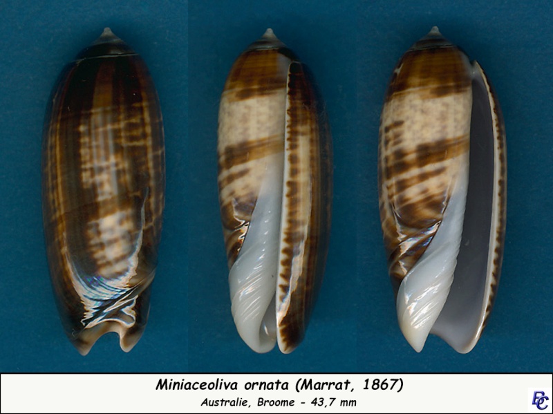 Miniaceoliva ornata (Marrat, 1867) - Worms = Oliva ornata Marrat, 1867 Ornata15