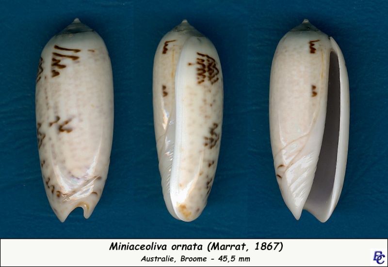 Miniaceoliva ornata (Marrat, 1867) - Worms = Oliva ornata Marrat, 1867 Ornata16