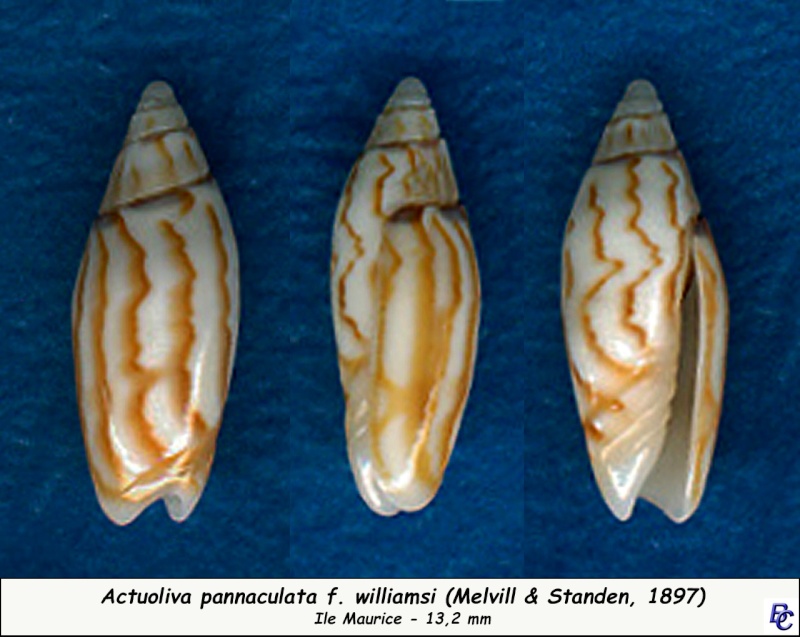 Acutoliva panniculata williamsi (Melvill & Standen, 1897)  Pannic10