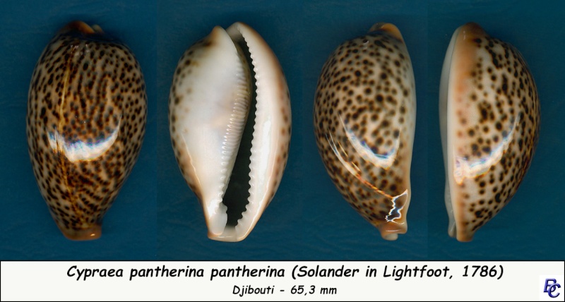 Cypraea pantherina - Lightfoot, 1786  - Page 5 Panthe12