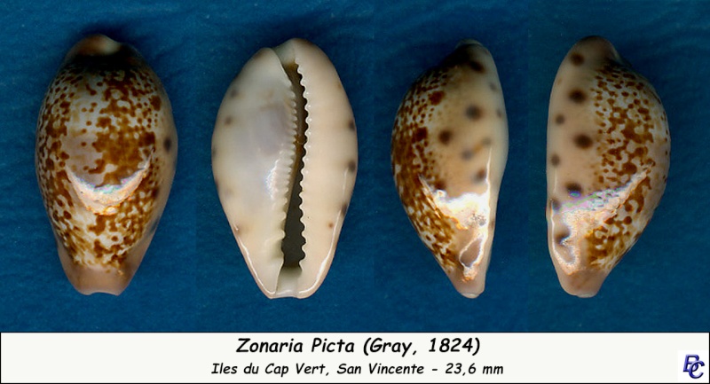 Zonaria picta (J. E. Gray, 1824) - Page 2 Picta_13