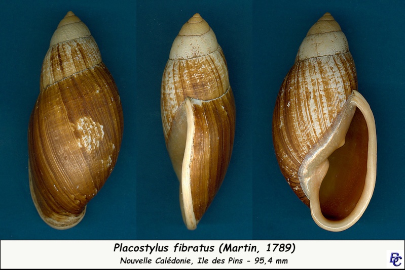 Placostylus fibratus (Martyn, 1789) Placos12