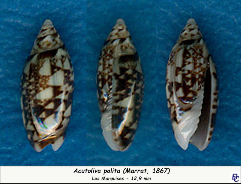 Acutoliva polita (Marrat, 1867) - Worms = Oliva (Acutoliva) polita Marrat, 1867 Polita10