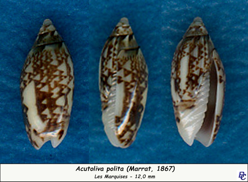 Acutoliva polita (Marrat, 1867) - Worms = Oliva (Acutoliva) polita Marrat, 1867 Polita11