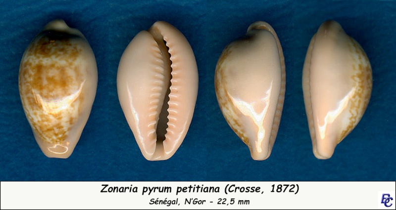 Zonaria petitiana (Crosse, 1872) Pyrum_15