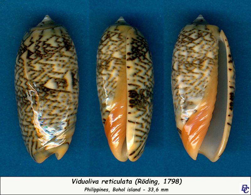 Viduoliva reticulata (Röding, 1798) = Worms - Oliva reticulata (Röding, 1798) - Page 2 Reticu17