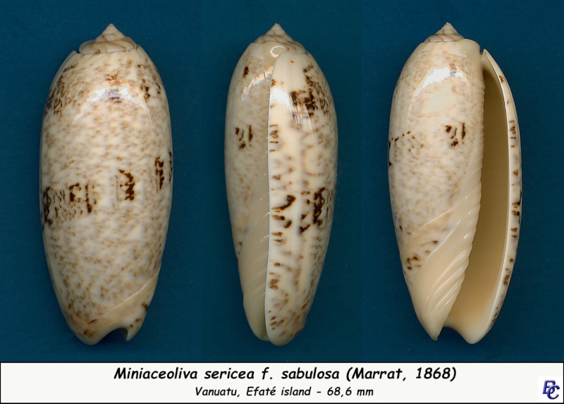 Miniaceoliva sericea f. sabulosa (Marrat, 1868) Serice11