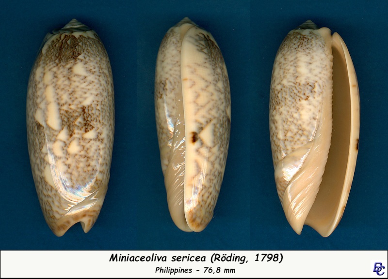 Miniaceoliva sericea  (Röding, 1798) - Worms = Oliva sericea (Röding, 1798) - Page 2 Serice12