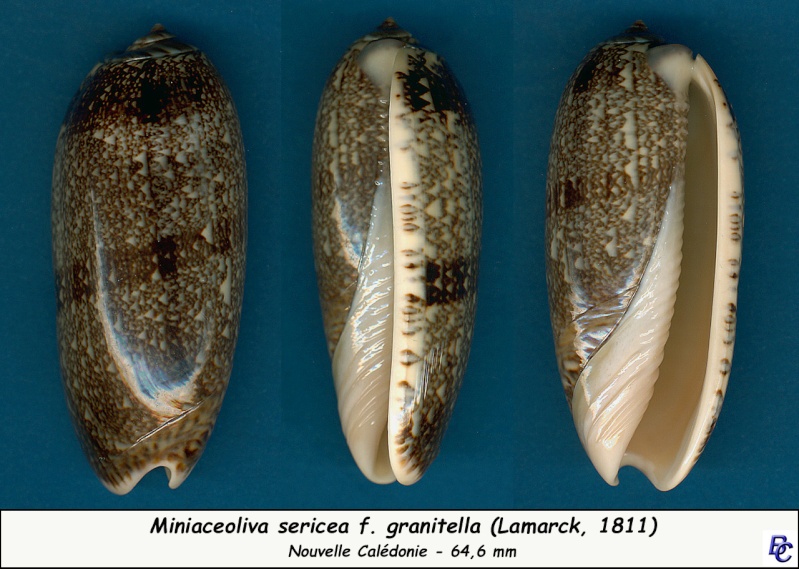 Miniaceoliva sericea f. granitella (Lamarck, 1811)  Serice13