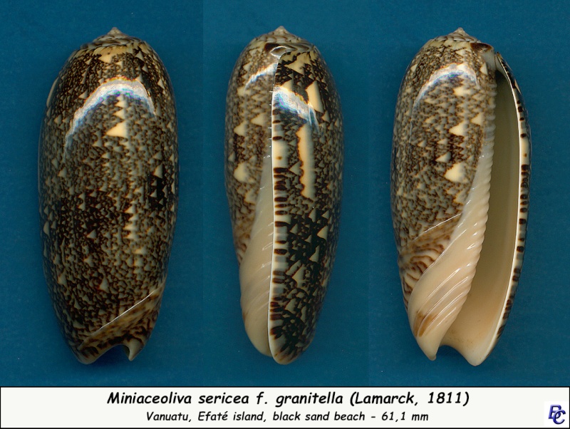 Miniaceoliva sericea f. granitella (Lamarck, 1811)  Serice15