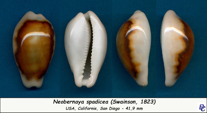 Neobernaya spadicea (Swainson, 1823) - Page 2 Spadic10