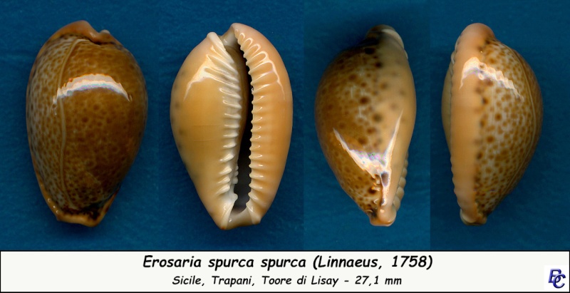 Naria spurca (Linnaeus, 1758) - Page 3 Spurca10