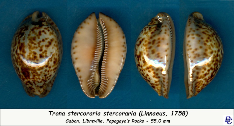 Trona stercoraria var. rattus (Lamarck, 1810) voir Trona stercoraria var. tumulosa (Meuschen, 1778) - Page 3 Sterco13