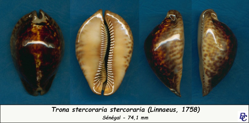  Nanard33 et les stercoraria's Sterco14