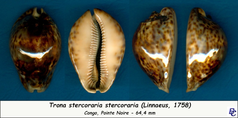 Nanard33 et les stercoraria's Sterco16