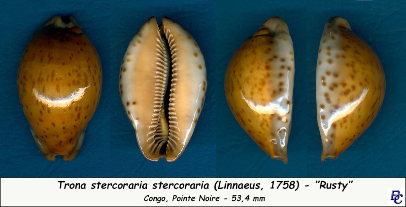 Trona stercoraria stercoraria - (Linnaeus, 1758) - Rusty Sterco18