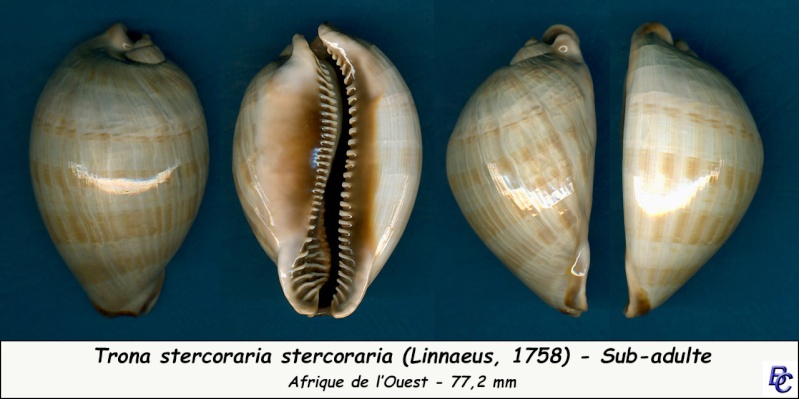 Trona stercoraria stercoraria - (Linnaeus, 1758) - Sub-adulte Sterco20
