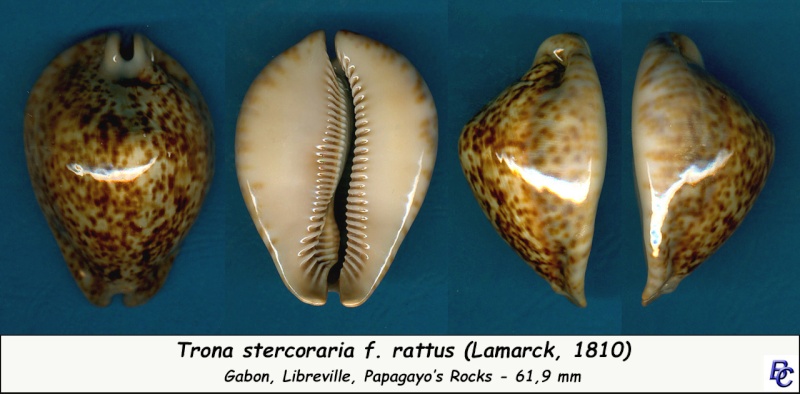 Trona stercoraria var. rattus (Lamarck, 1810) voir Trona stercoraria var. tumulosa (Meuschen, 1778) - Page 2 Sterco28