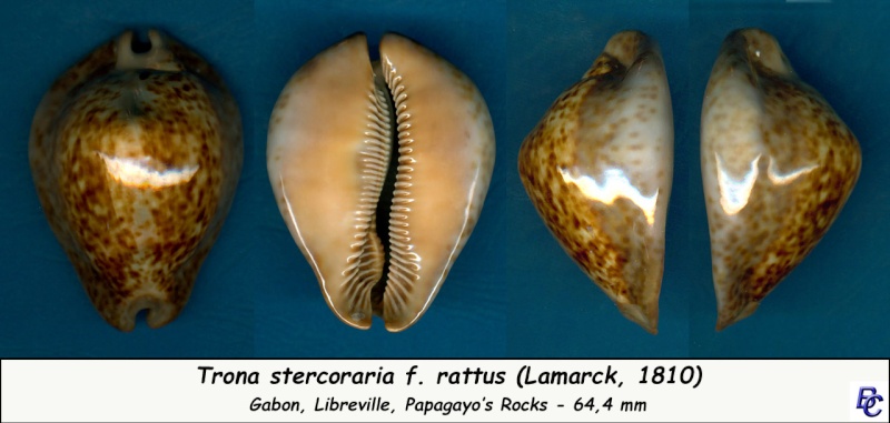Trona stercoraria var. rattus (Lamarck, 1810) voir Trona stercoraria var. tumulosa (Meuschen, 1778) - Page 2 Sterco29