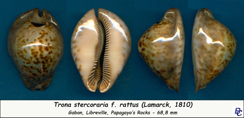 Trona stercoraria var. rattus (Lamarck, 1810) voir Trona stercoraria var. tumulosa (Meuschen, 1778) - Page 2 Sterco31