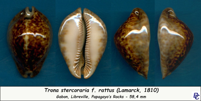 Trona stercoraria var. rattus (Lamarck, 1810) voir Trona stercoraria var. tumulosa (Meuschen, 1778) - Page 2 Sterco32