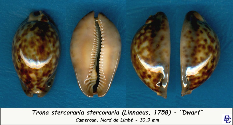 Trona stercoraria stercoraria - (Linnaeus, 1758) - Page 2 Sterco35