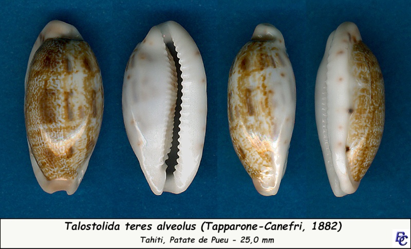Talostolida teres alveolus - (Tapparone-Canefri, 1882) Teres_13