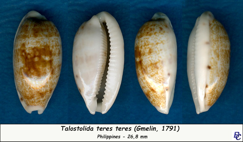 Talostolida teres teres - (Gmelin, 1791)  Teres_15