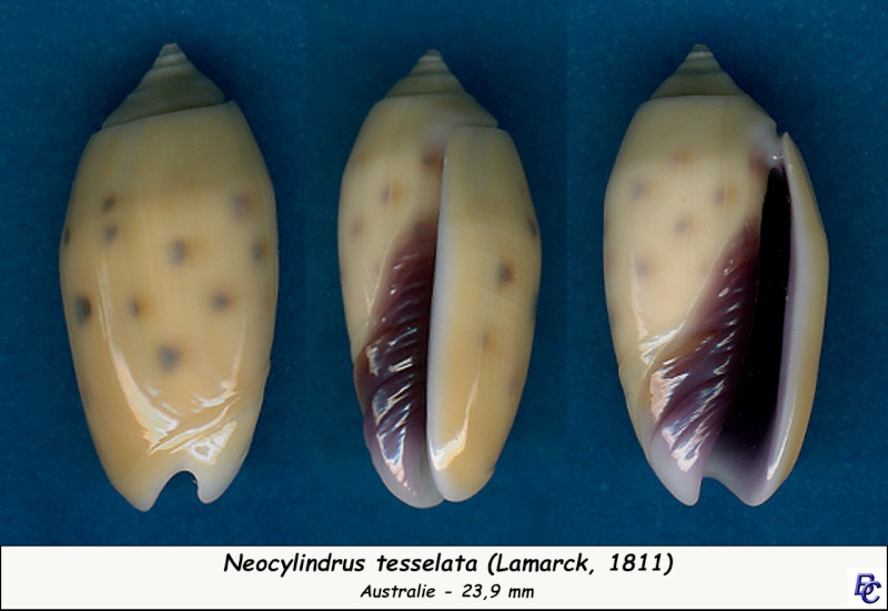 Olividae - Olivinae : Neocylindrus tessellata (Lamarck, 1811) - Worms = Oliva guttata Fischer von Waldheim, 1808 Tessel14