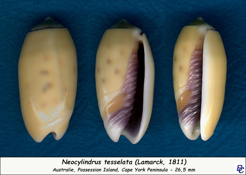 Olividae - Olivinae : Neocylindrus tessellata (Lamarck, 1811) - Worms = Oliva guttata Fischer von Waldheim, 1808 - Page 2 Tessel15