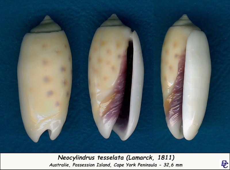 Olividae - Olivinae : Neocylindrus tessellata (Lamarck, 1811) - Worms = Oliva guttata Fischer von Waldheim, 1808 - Page 2 Tessel16