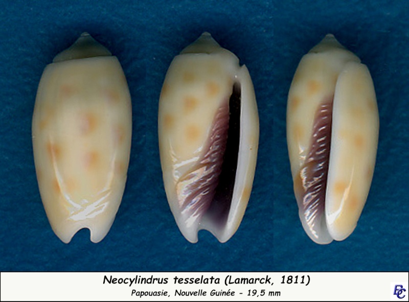 Olividae - Olivinae : Neocylindrus tessellata (Lamarck, 1811) - Worms = Oliva guttata Fischer von Waldheim, 1808 - Page 2 Tessel18