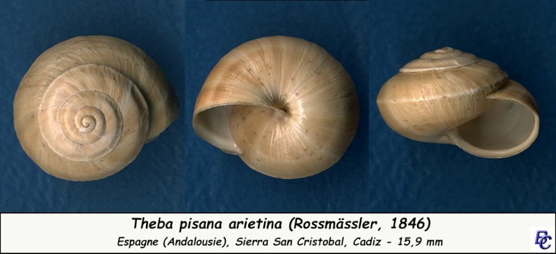 Theba pisana arietina (Rossmassler, 1846) Theba_10