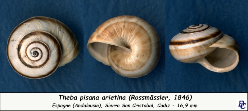 Theba pisana arietina (Rossmassler, 1846) Theba_11