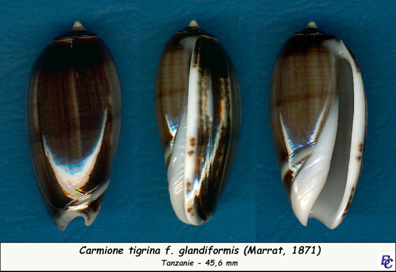 Carmione tigrina f. glandiformis (Marrat, 1871) voir Carmione tigrina (Lamarck, 1811) Tigrin11