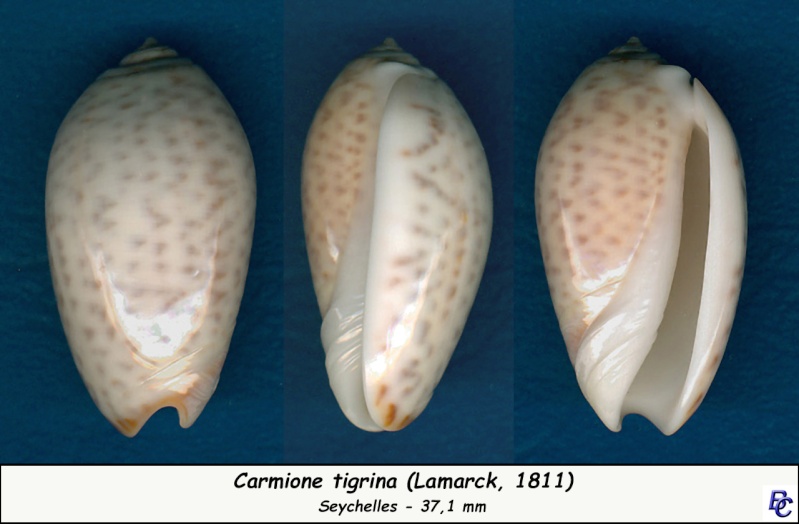 Carmione tigrina (Lamarck, 1811) - Worms = Oliva tigrina Lamarck, 1811 - Page 2 Tigrin14