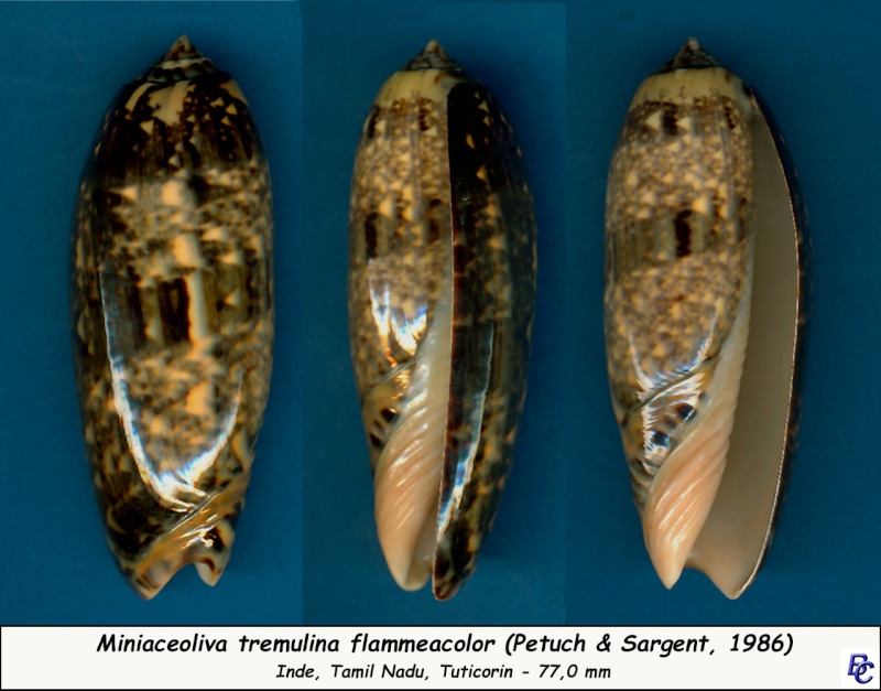 Miniaceoliva tremulina flammeacolor (Petuch & Sargent, 1986) - Worms = Miniaceoliva flammeacolor (Petuch & Sargent, 1986) Tremul10