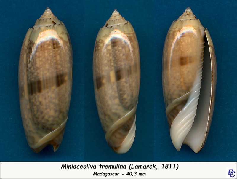 Miniaceoliva tremulina (Lamarck, 1811) - Worms = Oliva (Miniaceoliva) tremulina Lamarck, 1811 Tremul11