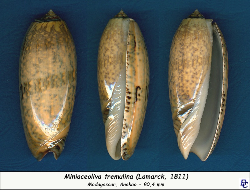 Miniaceoliva tremulina (Lamarck, 1811) - Worms = Oliva (Miniaceoliva) tremulina Lamarck, 1811 - Page 3 Tremul13