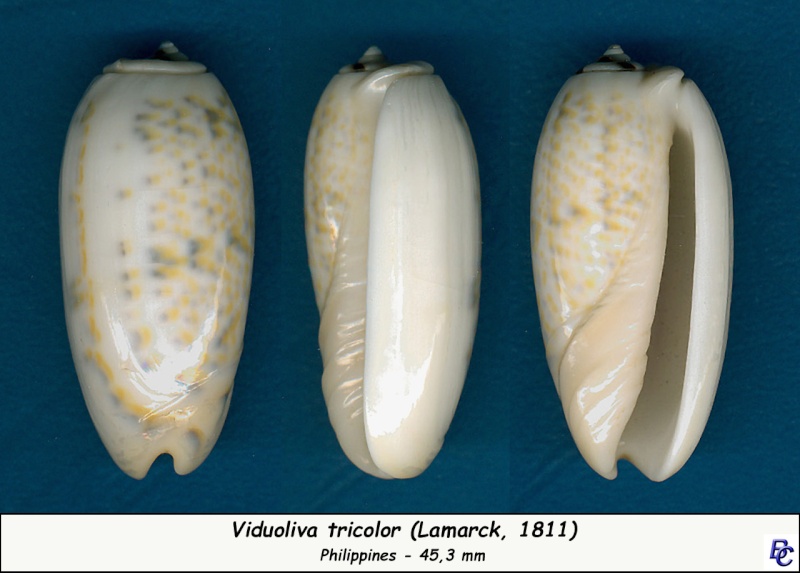 Viduoliva tricolor f. philanta (Duclos, 1835) - Worms = oliva tricolor (Lamarck, 1811) Tricol11